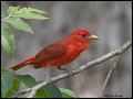 _2SB3463 summer tanager with bug